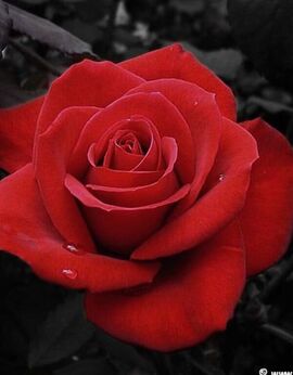 View David, Auckland Escort | Tel: 0220799882